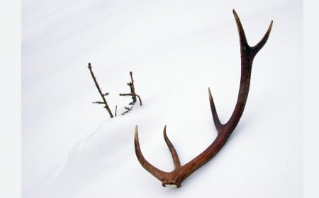 Rüyada Boynuz Görmek: Güç, Sınırlar ve İçgüdü