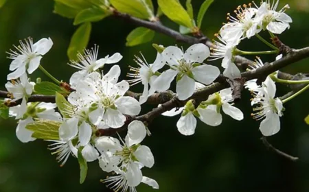 Rüyada dal görmek ne anlama gelir? İslam alimlerinden detaylı yorumlar