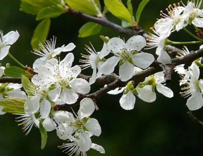 Rüyada dal görmek ne anlama gelir? İslam alimlerinden detaylı yorumlar