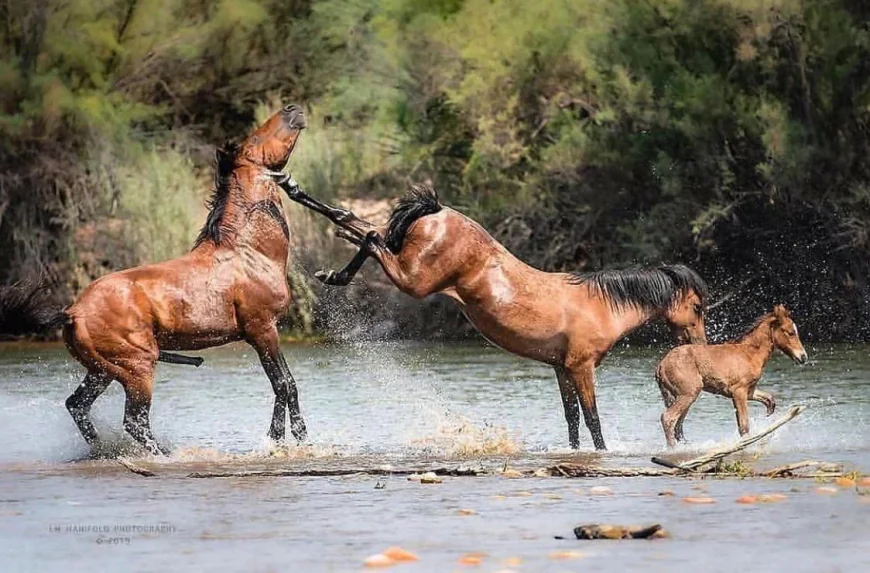 Rüyada çiftelenmek ne anlama gelir? İslami Tabiri
