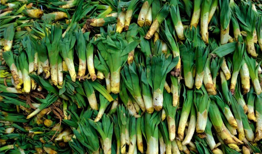 Rüyada çiriş otu görmek ne anlama gelir? İşte anlamı ve tabiri