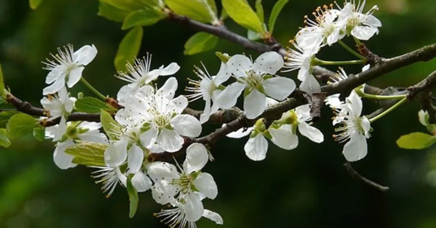 Rüyada dal görmek ne anlama gelir? İslam alimlerinden detaylı yorumlar