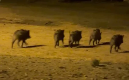 Rüyada domuz görmek ne anlama gelir? İslami ve psikolojik tabirler