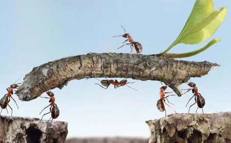 Rüyada zahmet görmek ne anlama gelir: Rahata kavuşmanın müjdesi