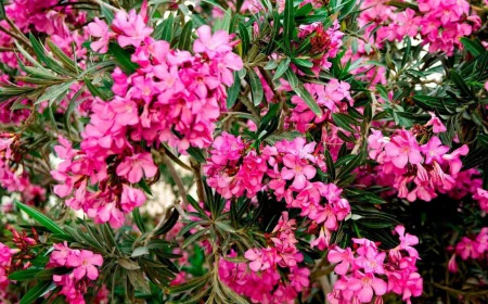 Rüyada zakkum görmek ne anlama gelir: Üzüntü ve uyarı mesajı