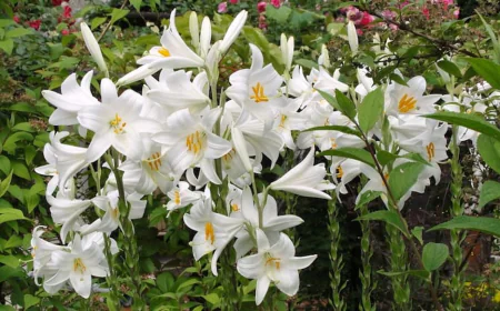 Rüyada zambak görmek ne anlama gelir: Huzur, şifa ve evlilik müjdesi