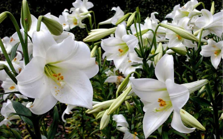 Rüyada zambak çiçeği görmek ne anlama gelir: Mutluluk ve kariyer müjdesi