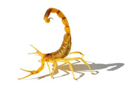 Zararlı hayvanlardan korunmak için okunacak dualar ve anlamları