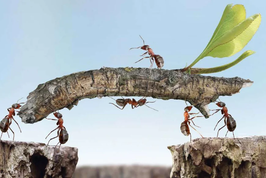 Rüyada zahmet görmek ne anlama gelir: Rahata kavuşmanın müjdesi