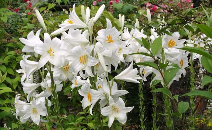 Rüyada zambak görmek ne anlama gelir: Huzur, şifa ve evlilik müjdesi