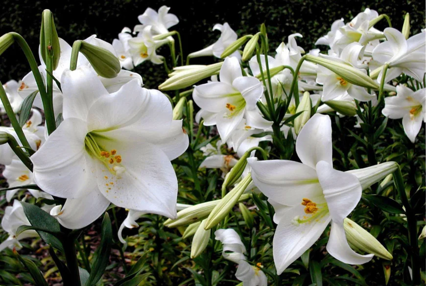 Rüyada zambak çiçeği görmek ne anlama gelir: Mutluluk ve kariyer müjdesi