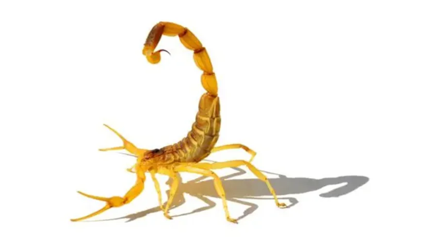 Zararlı hayvanlardan korunmak için okunacak dualar ve anlamları